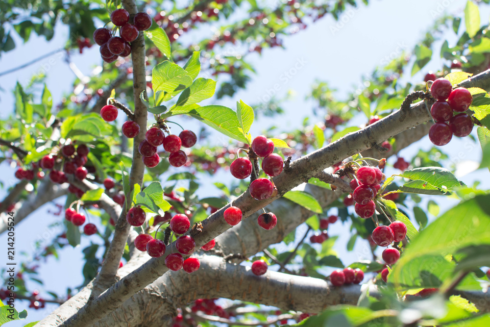 Sweet cherry Sweet cherry