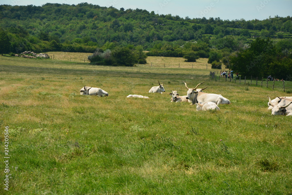 Ungarische Graurinder auf der Weide