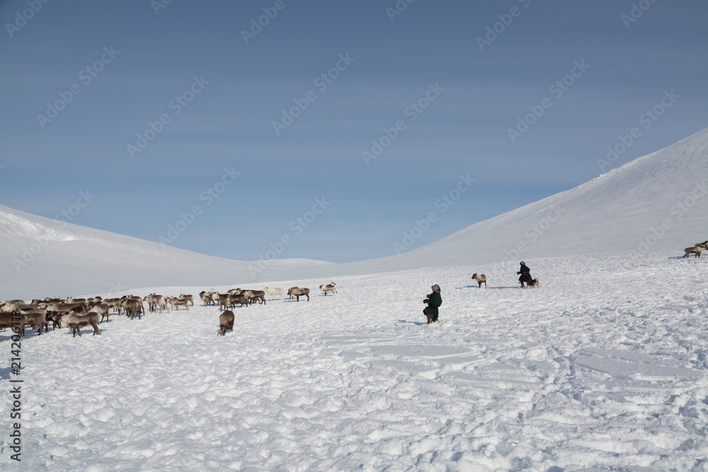 Fototapeta premium Nenets reindeer mans catches reindeers on a sunny winter day