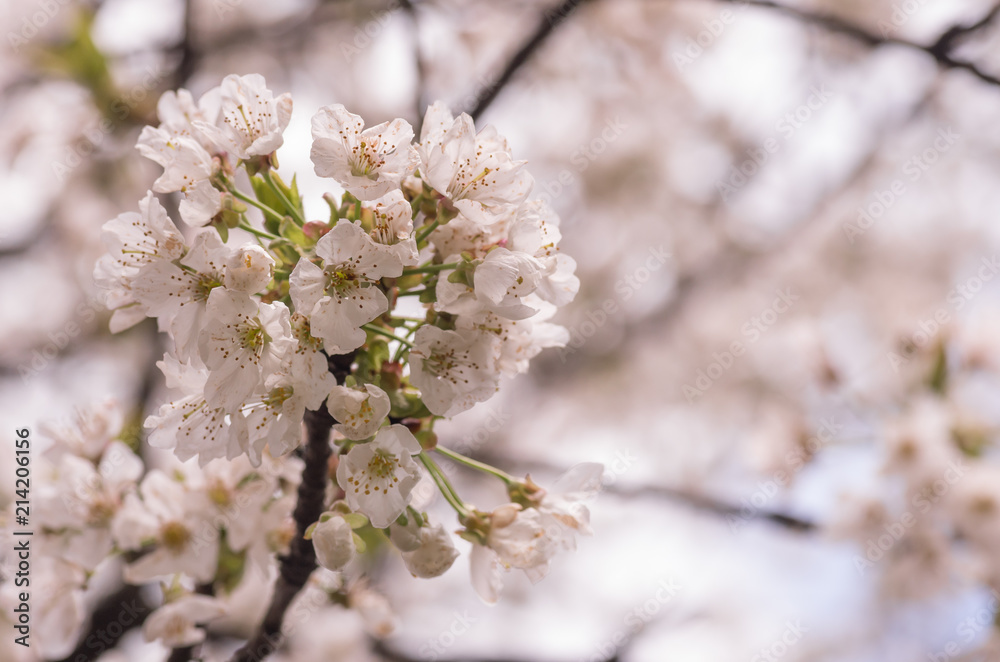 cherry trees in bloom floral backdrops cherry trees in bloom floral backdrops