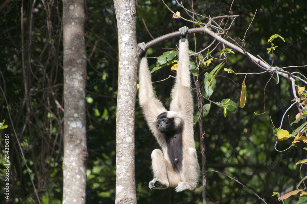 Naklejka premium Siem reap Cambodia, female pileated gibbon swinging on a tree branch