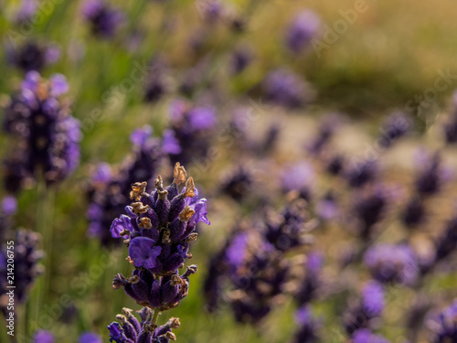 Sch  ner blauer lilaner Lavendel ragt in die Luft