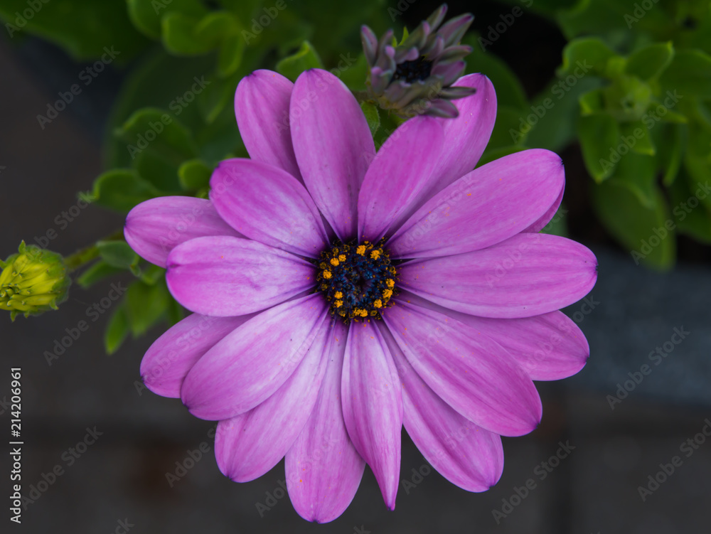 Fototapeta premium Makroaufnahme eines leuchtenden Kabkörpchens im Sonnenlicht