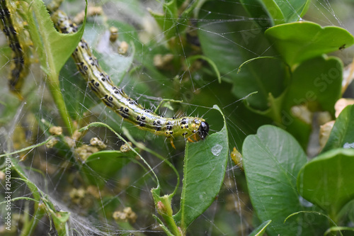 Cydalima perspectalis caterpillar as a pest eating buxus leaves. Box tree moth make damage in garden © Ivan
