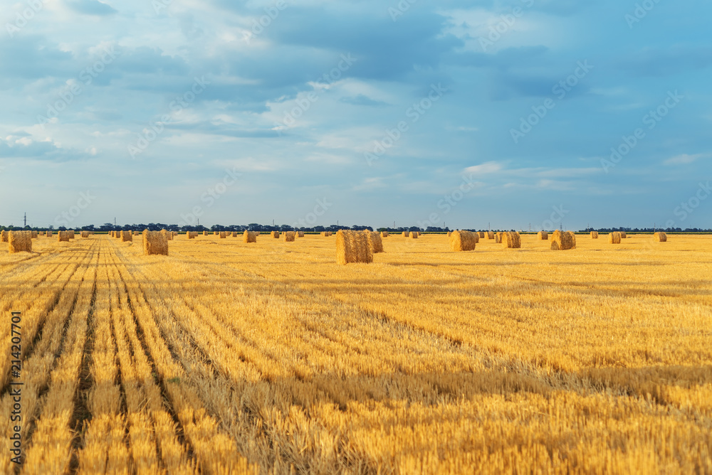 field with straw bales after harvest with cloudy sky in sunset time on background