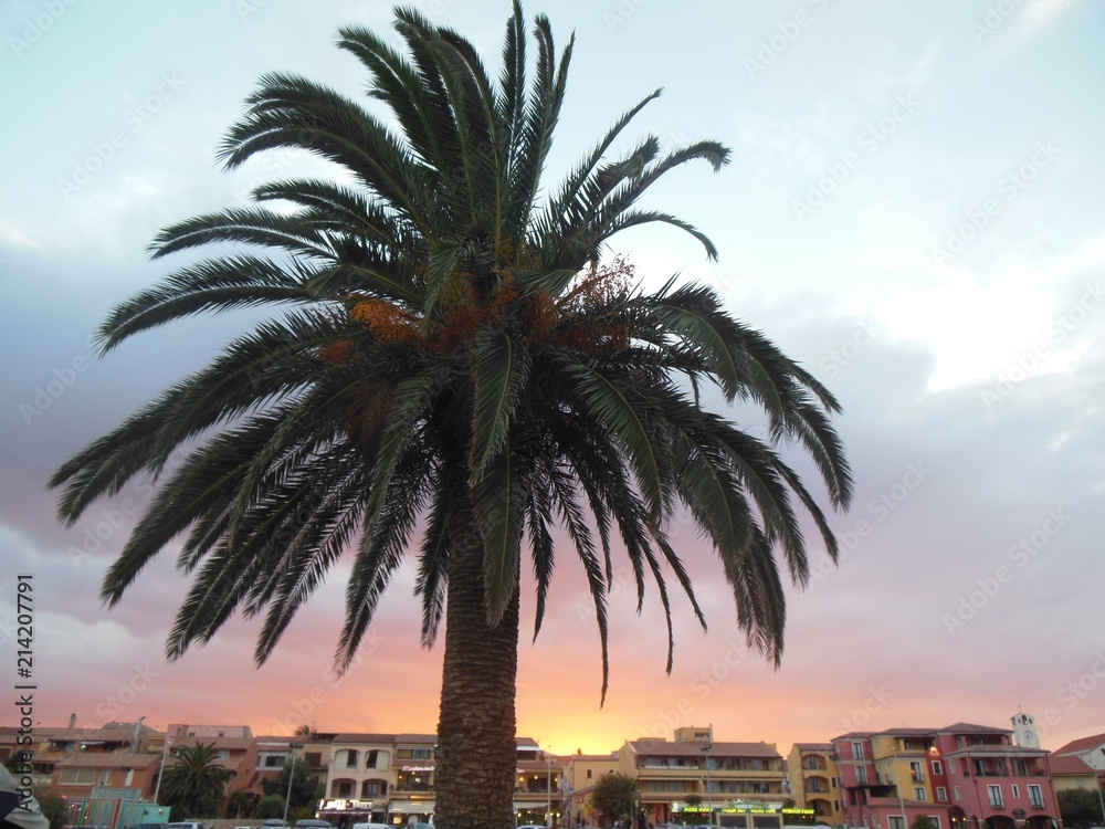 Palmtree against background town houses in sunset Sardinia Italy