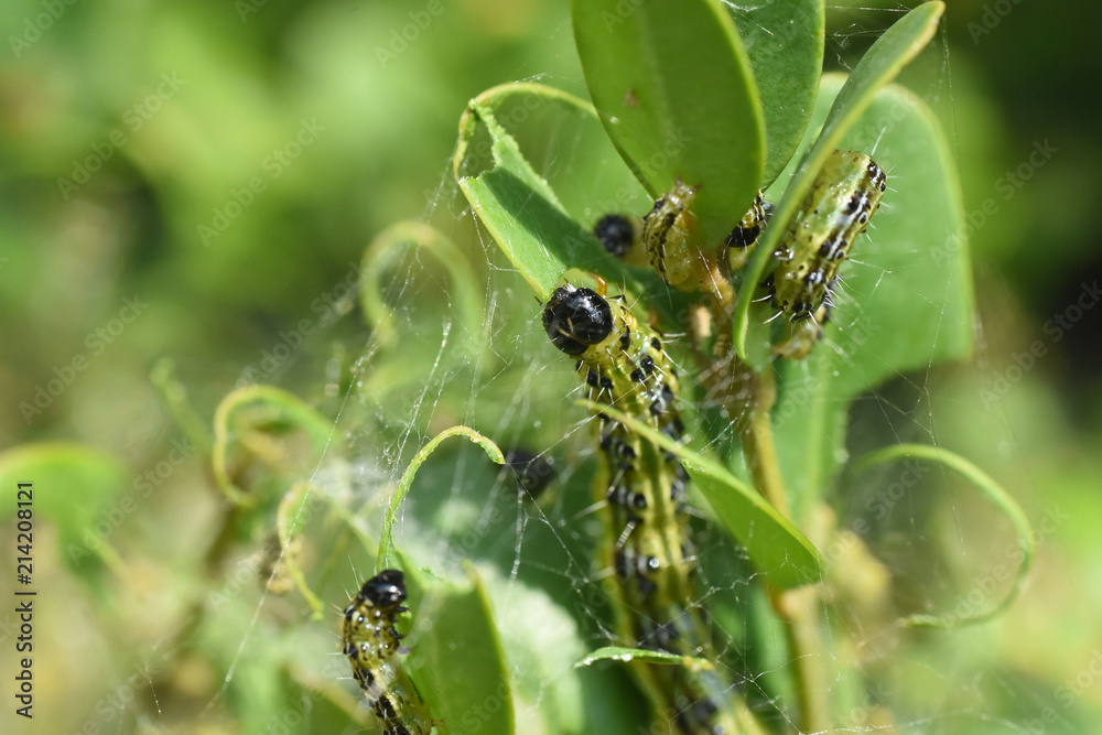 Fototapeta premium Cydalima perspectalis caterpillar as a pest eating buxus leaves. Box tree moth make damage in garden