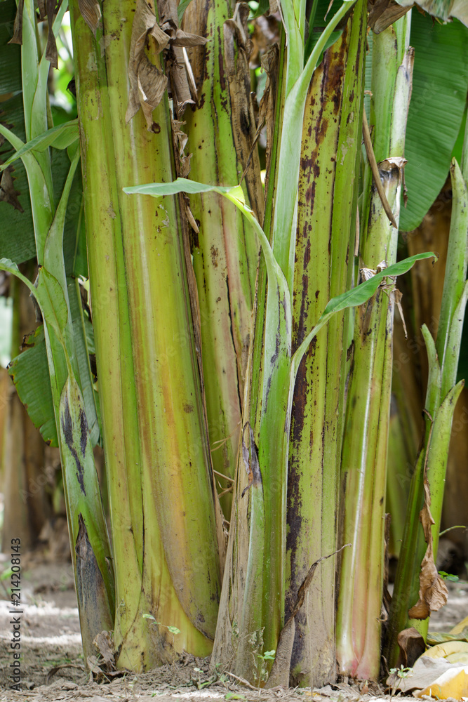 Fototapeta premium Group of a banana tree in garden in thailand.