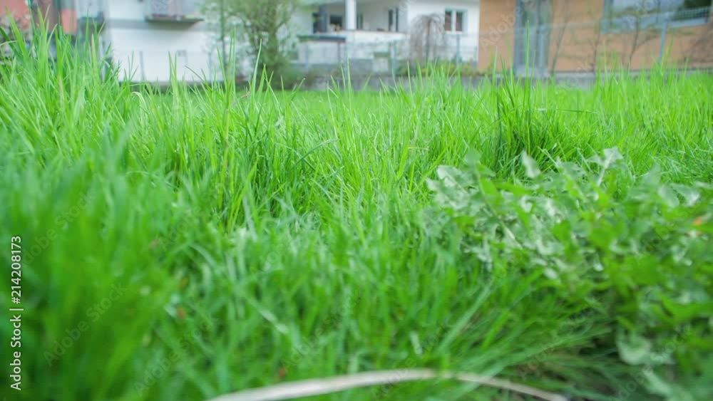 A really nice green grass. A really nice green grass.