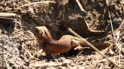 Lizard, Chameleon female digging a hole in sand for her eggs : Slow-motion photo