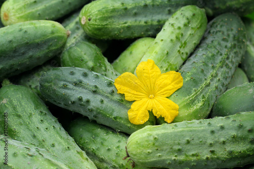 Green homemade cucumbers. Vegetables, organic food.