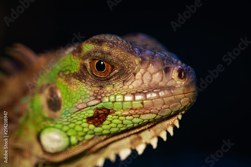 Image of an iguana head on nature background. Reptile. Animals.