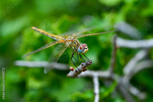 Macro shots, Beautiful nature scene dragonfly. Showing of eyes and wings detail. Dragonfly in the nature habitat  © blackdiamond67