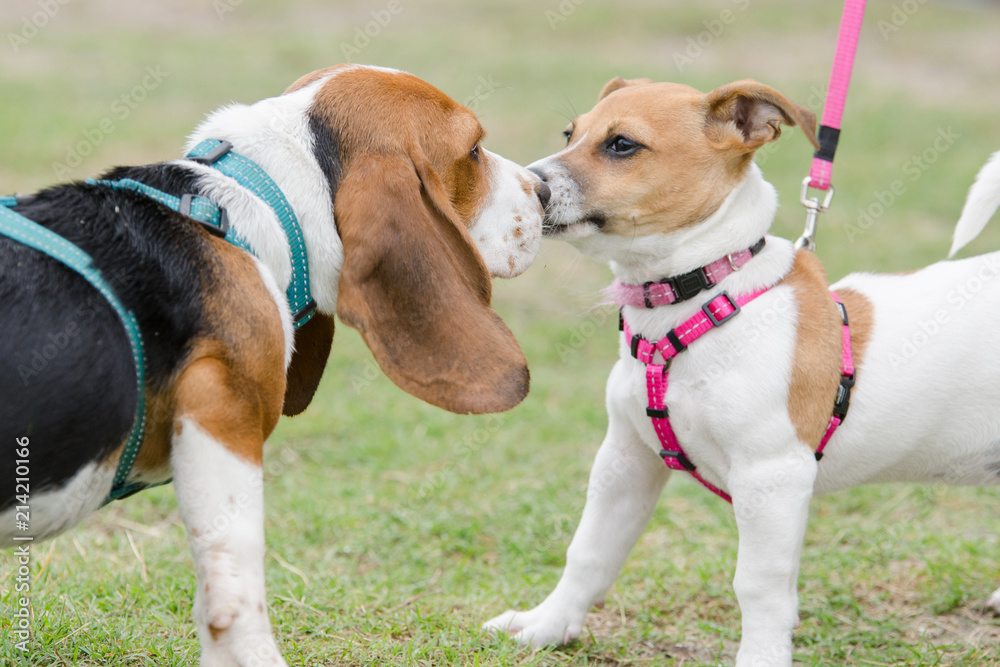 Two puppies greeting each other nose-to-nose at a dog training session Two puppies greeting each other nose-to-nose at a dog training session