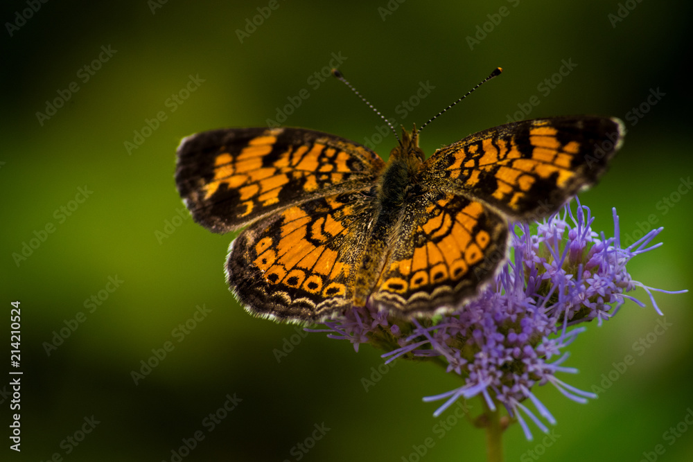 Obraz premium CLOSE-UP BUTTERFLIES