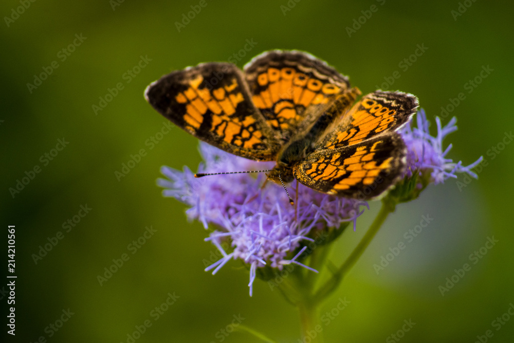 Obraz premium CLOSE-UP BUTTERFLIES