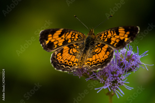 CLOSE-UP BUTTERFLIES