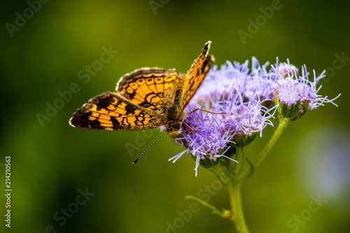 CLOSE-UP BUTTERFLIES
