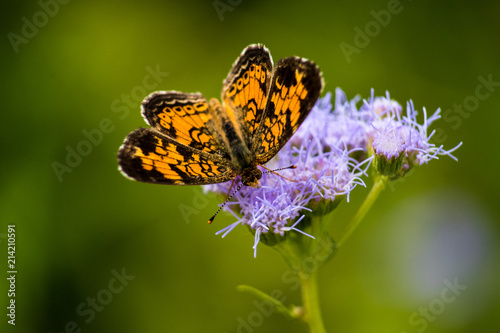 CLOSE-UP BUTTERFLIES