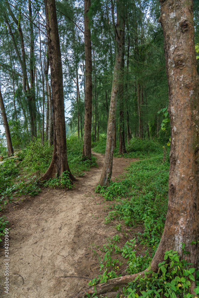 Obraz premium Jungle path