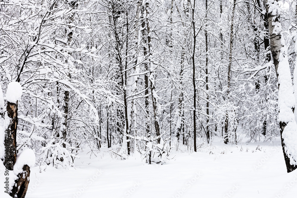 snowy forest in overcast winter day snowy forest in overcast winter day