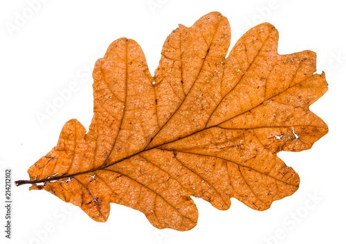 autumn broken leaf of oak tree isolated