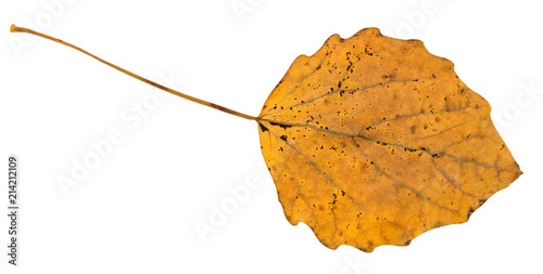 fallen leaf of aspen tree isolated on white photo