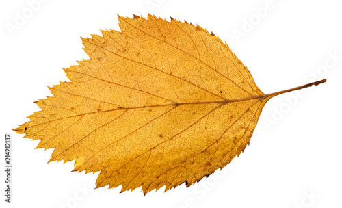 back side of yellow fallen leaf of hawthorn tree