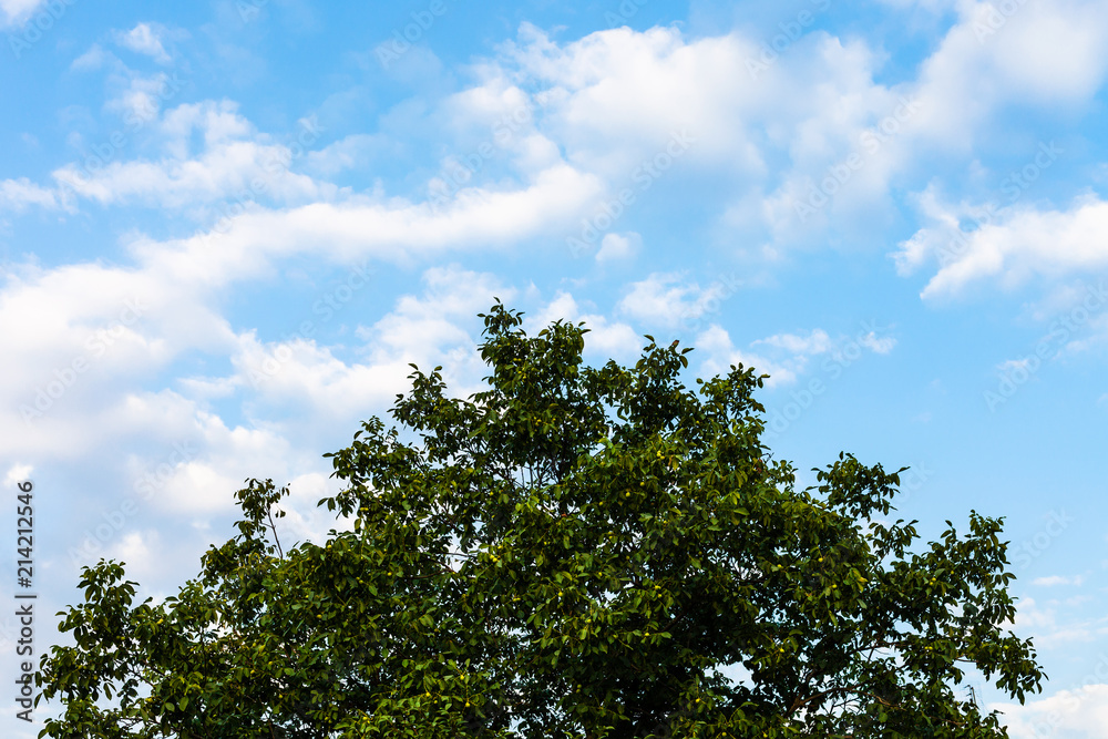 blue sky and the crown of green walnut tree blue sky and the crown of green walnut tree