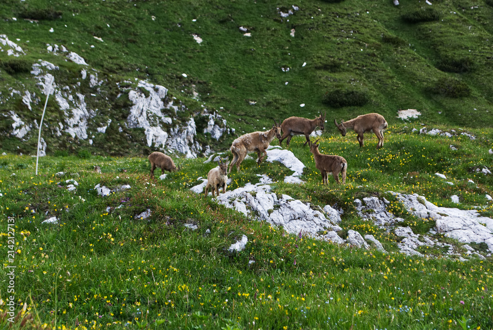 Salita al rifugio Corsi, Tarvisio (Italia) Salita al rifugio Corsi, Tarvisio (Italia)