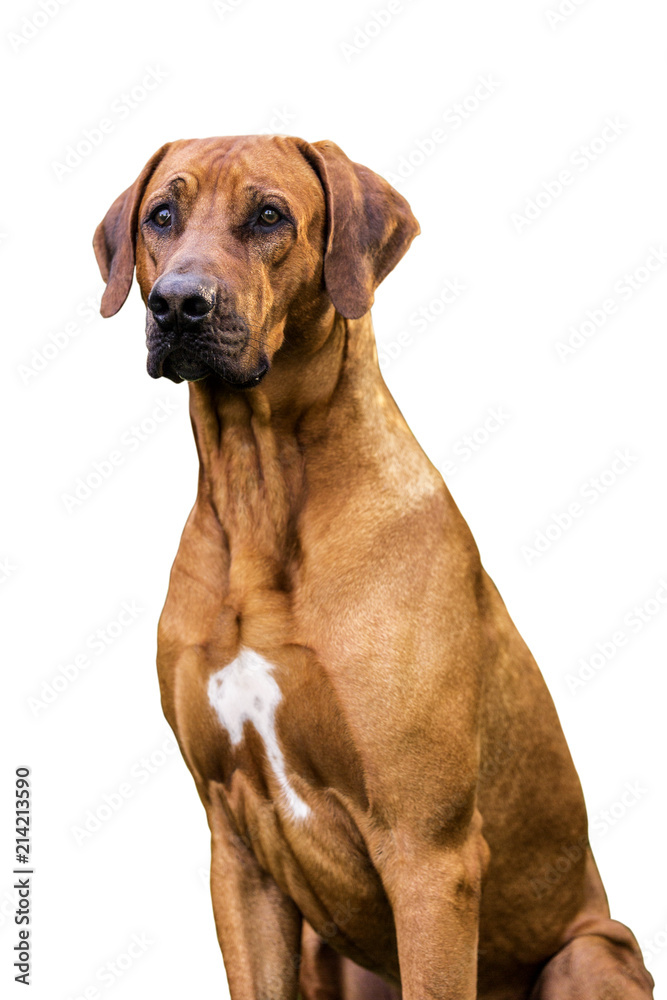Portrait of a rhodesian ridgeback. Isolated on white background. 