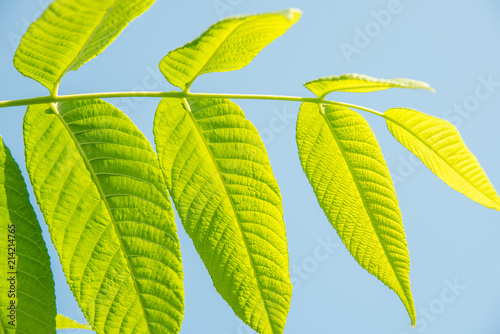 Beautiful green leaves of a manchurian nut in sunlight against a blue sky