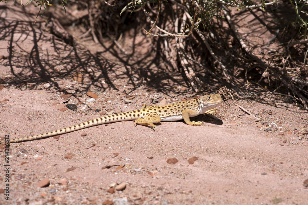 Naklejka premium Leopard Lizard