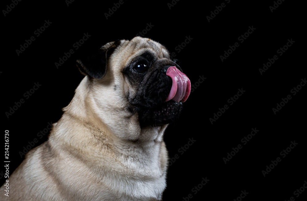 Portrait of pug on black background, licks funny