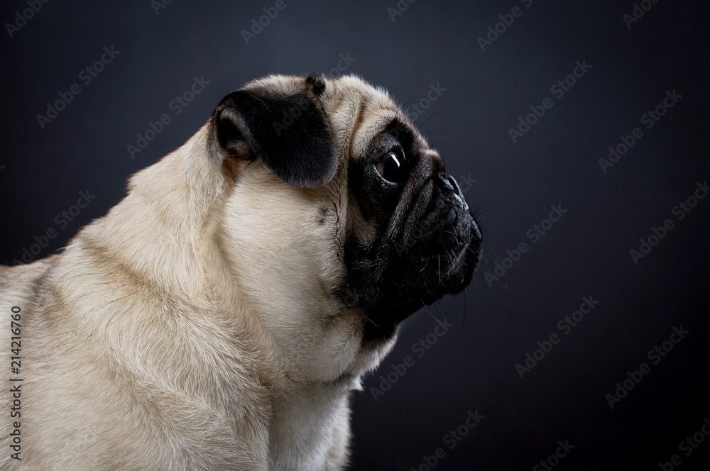 Serious Portrait of a pug on a black background