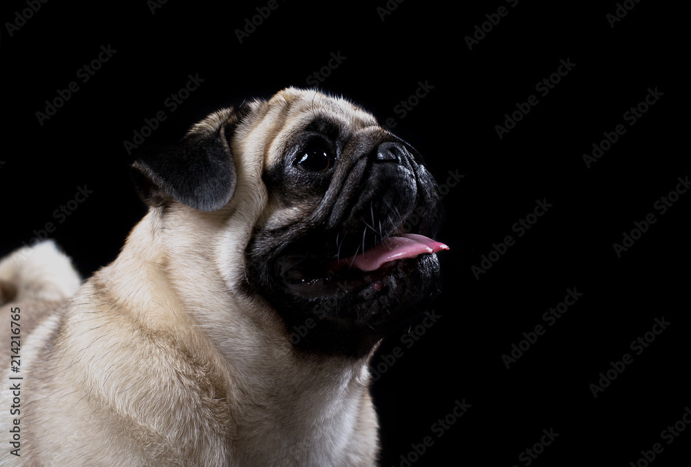 Portrait of a pug on a black background Portrait of a pug on a black background