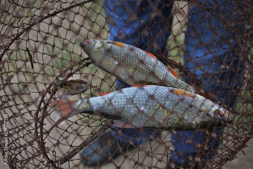 браконьерство рыбная ловля рыба плотва 