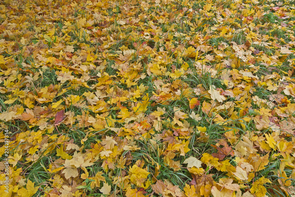 Autumn dry tree leaves. Abstract texture colorful background Autumn dry tree leaves. Abstract texture colorful background