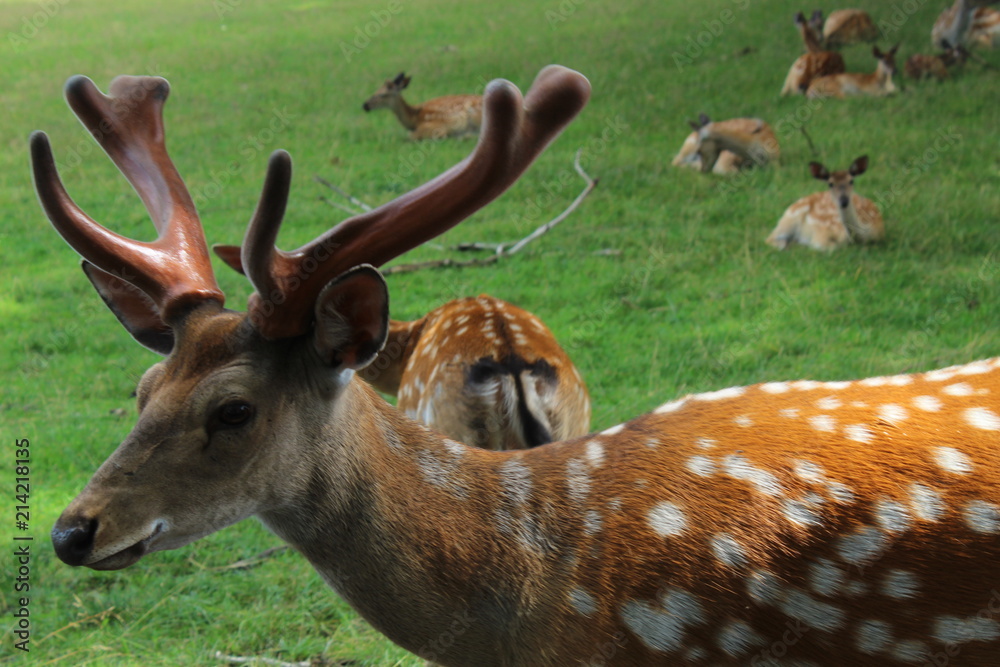 Fototapeta premium horned deer