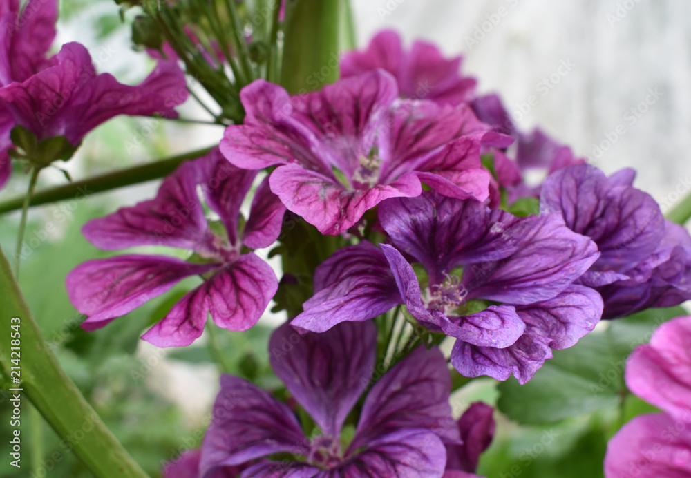 Violet and pink flowers on the stem