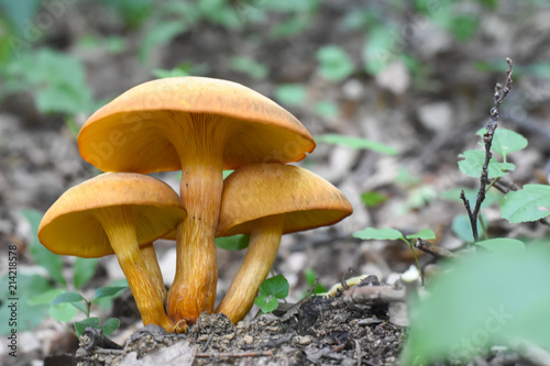 Omphalotus olearius or orange jack o lantern mushroom gills, Poisonous mushroom