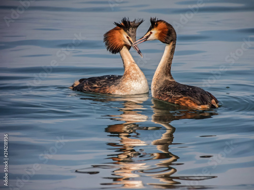 Great crested Grebes displaying, courtship, mating (Podiceps cristatus)