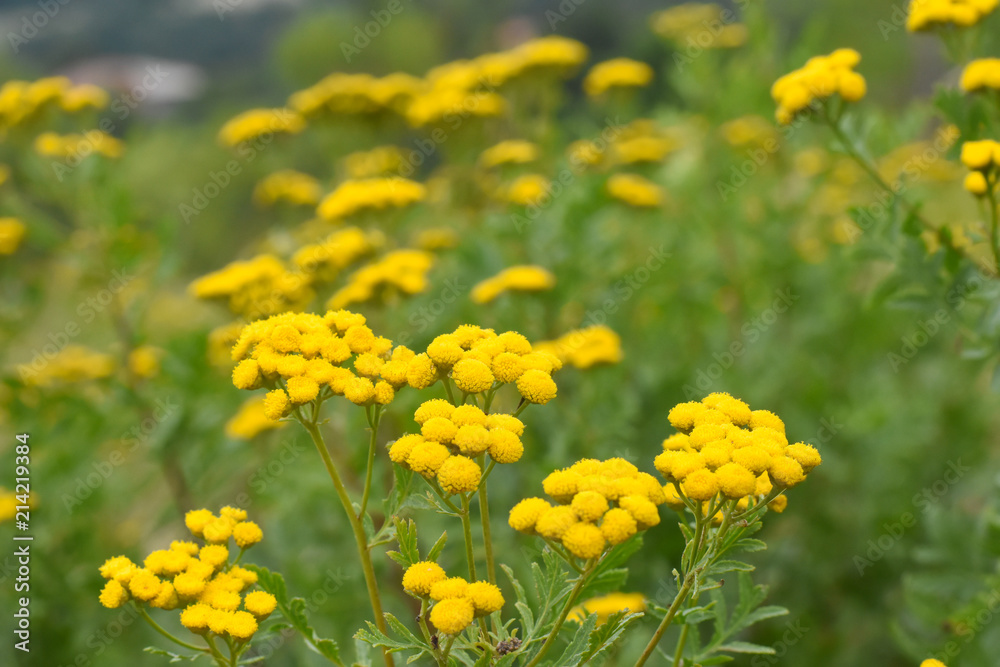 Common yarrow or milfoil (Achillea millefolium) flowers. Yarrow, herbal plant in summer time