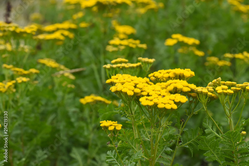 Common yarrow or milfoil (Achillea millefolium) flowers. Yarrow, herbal plant in summer time