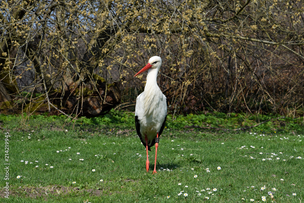 Fototapeta premium Beautiful White Stork on the meadow
