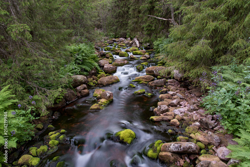 Fototapeta Naklejka Na Ścianę i Meble -  stream with white water at fulufjallet nature reserve