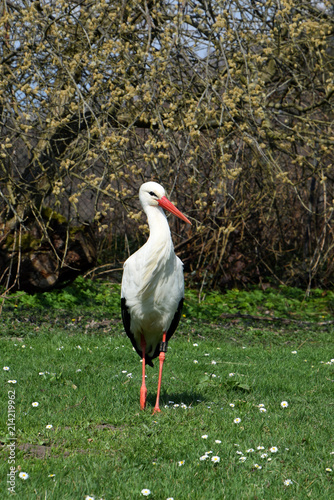 Beautiful White Stork on the meadow