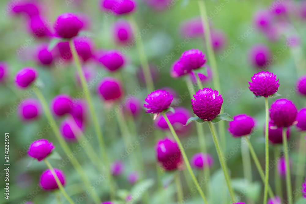 紫色のセンニチコウの花