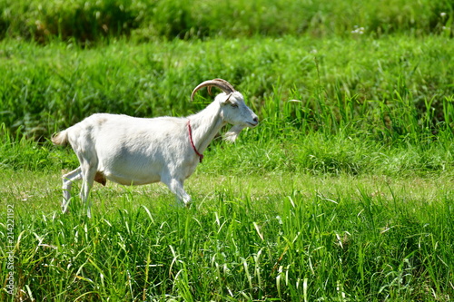 Koza (Goat)