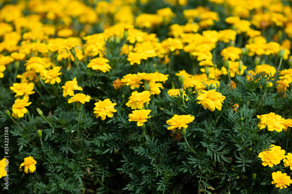 Fototapeta premium 黄色いマリーゴールドの花